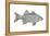 White Bass (Roccus Chrysops), Fishes-Encyclopaedia Britannica-Framed Stretched Canvas