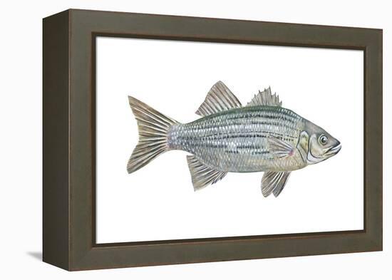 White Bass (Roccus Chrysops), Fishes-Encyclopaedia Britannica-Framed Stretched Canvas