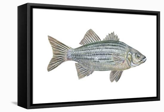 White Bass (Roccus Chrysops), Fishes-Encyclopaedia Britannica-Framed Stretched Canvas