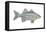 White Bass (Roccus Chrysops), Fishes-Encyclopaedia Britannica-Framed Stretched Canvas