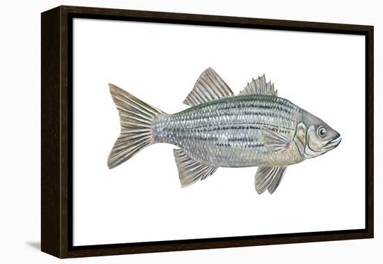 White Bass (Roccus Chrysops), Fishes-Encyclopaedia Britannica-Framed Stretched Canvas