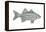 White Bass (Roccus Chrysops), Fishes-Encyclopaedia Britannica-Framed Stretched Canvas