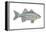 White Bass (Roccus Chrysops), Fishes-Encyclopaedia Britannica-Framed Stretched Canvas