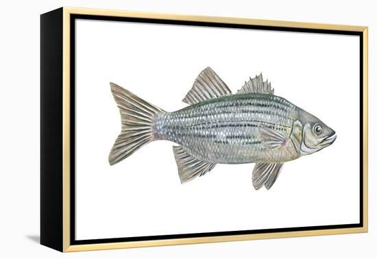 White Bass (Roccus Chrysops), Fishes-Encyclopaedia Britannica-Framed Stretched Canvas