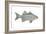 White Bass (Roccus Chrysops), Fishes-Encyclopaedia Britannica-Framed Art Print