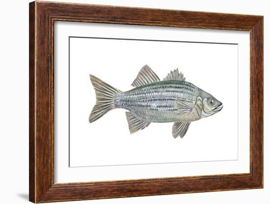 White Bass (Roccus Chrysops), Fishes-Encyclopaedia Britannica-Framed Art Print