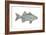 White Bass (Roccus Chrysops), Fishes-Encyclopaedia Britannica-Framed Art Print