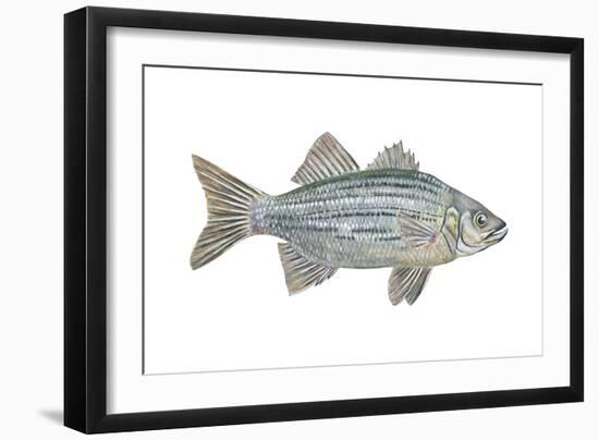 White Bass (Roccus Chrysops), Fishes-Encyclopaedia Britannica-Framed Art Print