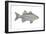 White Bass (Roccus Chrysops), Fishes-Encyclopaedia Britannica-Framed Art Print