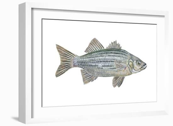 White Bass (Roccus Chrysops), Fishes-Encyclopaedia Britannica-Framed Art Print