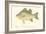 White Bass-Denton-Framed Art Print