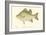 White Bass-Denton-Framed Art Print