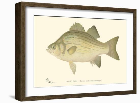 White Bass-Denton-Framed Art Print