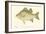 White Bass-Denton-Framed Art Print