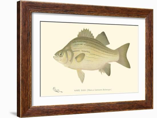 White Bass-Denton-Framed Art Print