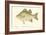 White Bass-Denton-Framed Art Print