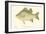 White Bass-Denton-Framed Art Print