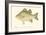 White Bass-Denton-Framed Art Print