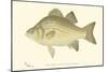 White Bass-Denton-Mounted Art Print