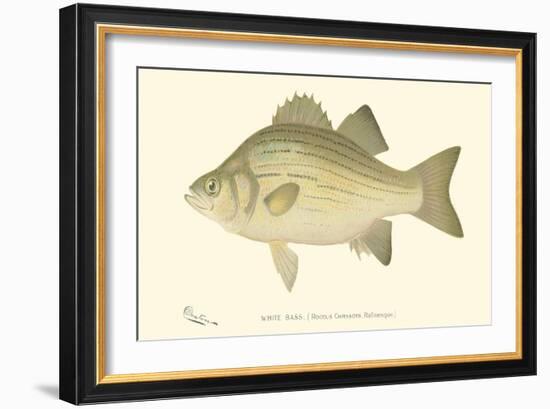 White Bass-Denton-Framed Art Print