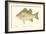 White Bass-Denton-Framed Art Print