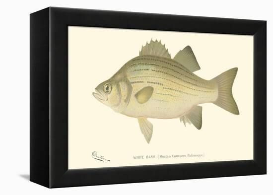 White Bass-Denton-Framed Stretched Canvas