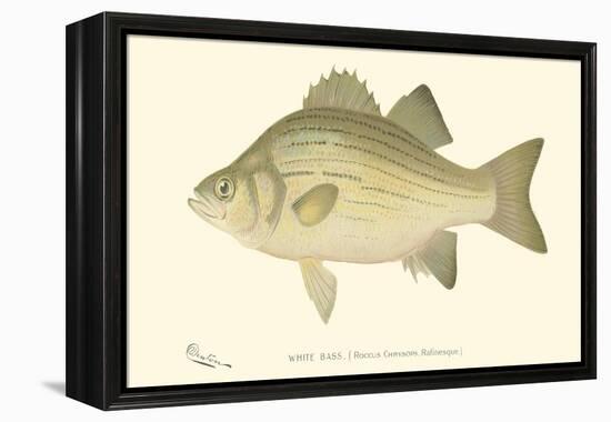 White Bass-Denton-Framed Stretched Canvas