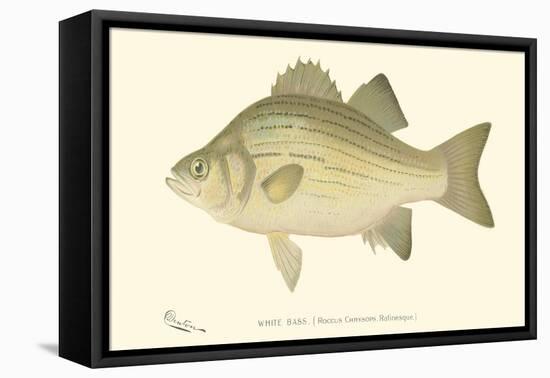 White Bass-Denton-Framed Stretched Canvas