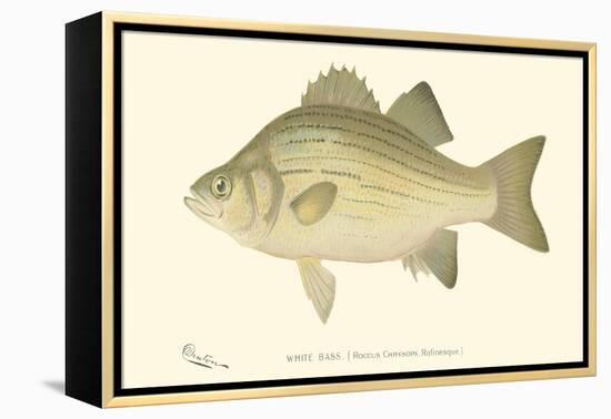 White Bass-Denton-Framed Stretched Canvas