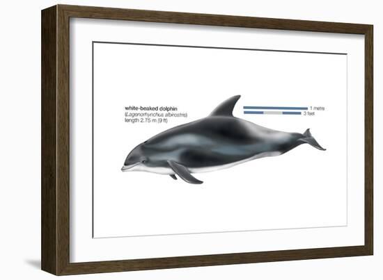 White-Beaked Dolphin (Lagenorhynchus Albirostris), Mammals-Encyclopaedia Britannica-Framed Art Print