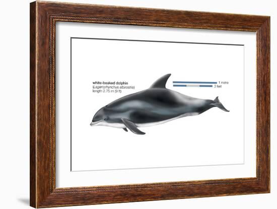 White-Beaked Dolphin (Lagenorhynchus Albirostris), Mammals-Encyclopaedia Britannica-Framed Art Print