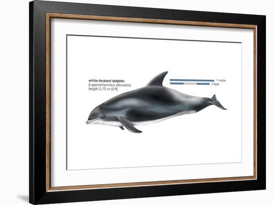 White-Beaked Dolphin (Lagenorhynchus Albirostris), Mammals-Encyclopaedia Britannica-Framed Art Print