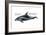 White-Beaked Dolphin (Lagenorhynchus Albirostris), Mammals-Encyclopaedia Britannica-Framed Art Print