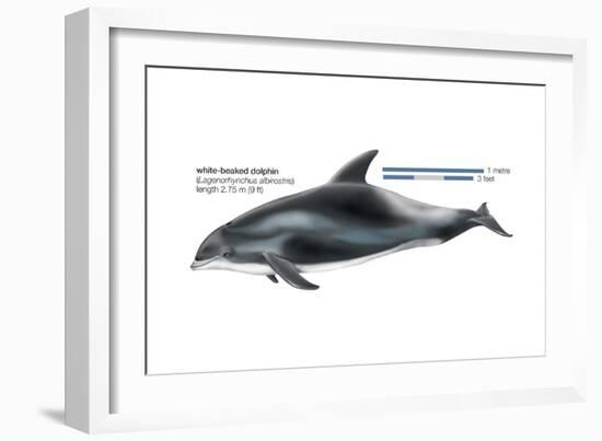 White-Beaked Dolphin (Lagenorhynchus Albirostris), Mammals-Encyclopaedia Britannica-Framed Art Print