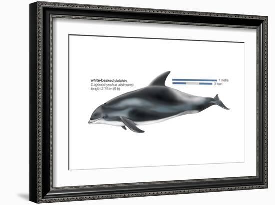 White-Beaked Dolphin (Lagenorhynchus Albirostris), Mammals-Encyclopaedia Britannica-Framed Art Print