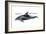 White-Beaked Dolphin (Lagenorhynchus Albirostris), Mammals-Encyclopaedia Britannica-Framed Art Print