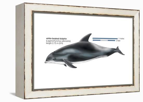 White-Beaked Dolphin (Lagenorhynchus Albirostris), Mammals-Encyclopaedia Britannica-Framed Stretched Canvas