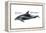 White-Beaked Dolphin (Lagenorhynchus Albirostris), Mammals-Encyclopaedia Britannica-Framed Stretched Canvas