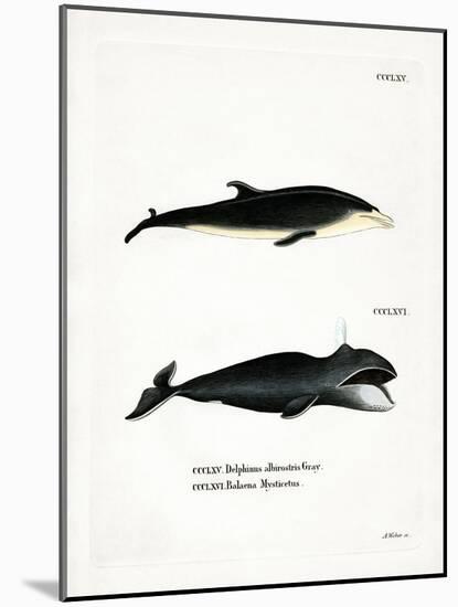 White-Beaked Dolphin-null-Mounted Giclee Print