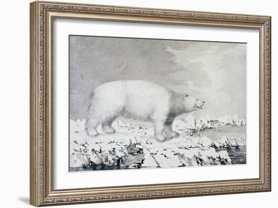 White Bear-null-Framed Giclee Print