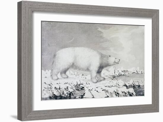 White Bear-null-Framed Giclee Print