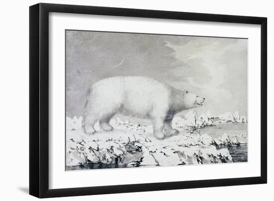 White Bear-null-Framed Giclee Print