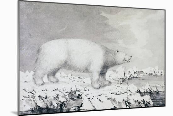 White Bear-null-Mounted Giclee Print