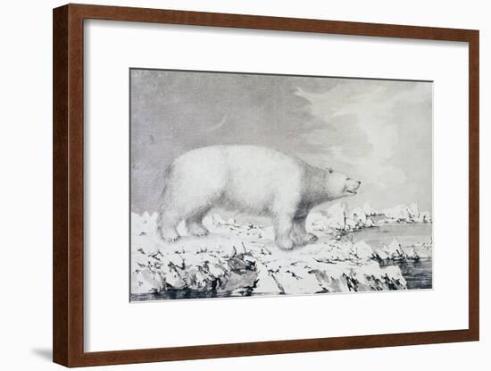White Bear-null-Framed Giclee Print