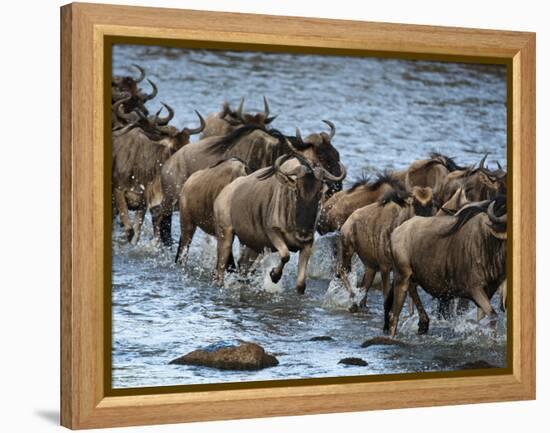 White-Bearded Wildebeest, Masai Mara Game Reserve, Kenya-Joe & Mary Ann McDonald-Framed Premier Image Canvas