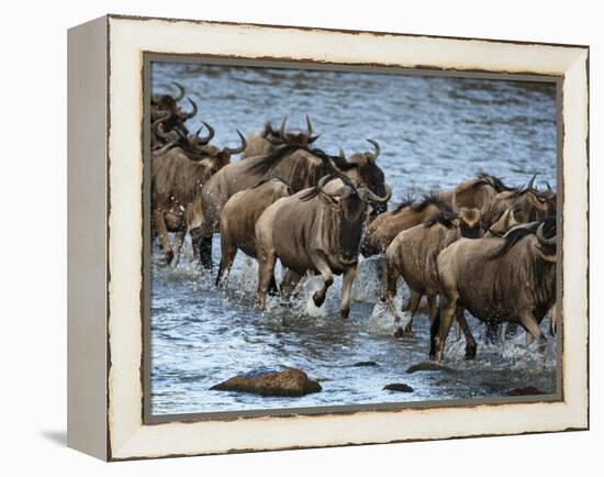 White-Bearded Wildebeest, Masai Mara Game Reserve, Kenya-Joe & Mary Ann McDonald-Framed Premier Image Canvas