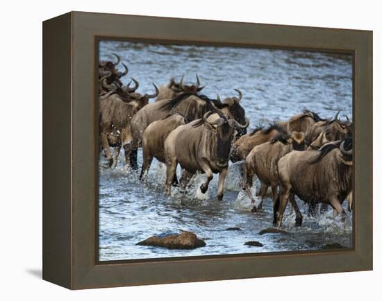 White-Bearded Wildebeest, Masai Mara Game Reserve, Kenya-Joe & Mary Ann McDonald-Framed Premier Image Canvas