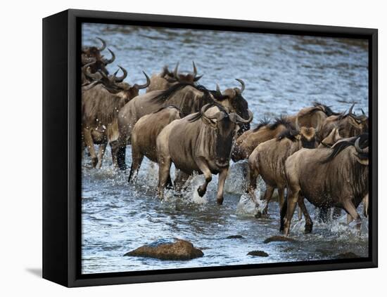 White-Bearded Wildebeest, Masai Mara Game Reserve, Kenya-Joe & Mary Ann McDonald-Framed Premier Image Canvas