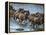 White-Bearded Wildebeest, Masai Mara Game Reserve, Kenya-Joe & Mary Ann McDonald-Framed Premier Image Canvas