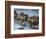 White-Bearded Wildebeest, Masai Mara Game Reserve, Kenya-Joe & Mary Ann McDonald-Framed Photographic Print